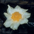 Camellia granthamiana